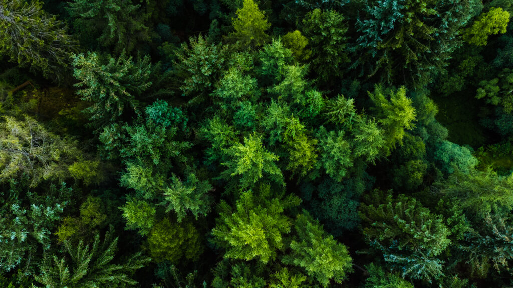 Reforestation, recycling, print, paper.